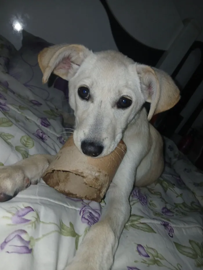Cachorro raça SRD-ViraLata idade 2 a 6 meses nome Lalá
