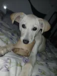Lalá