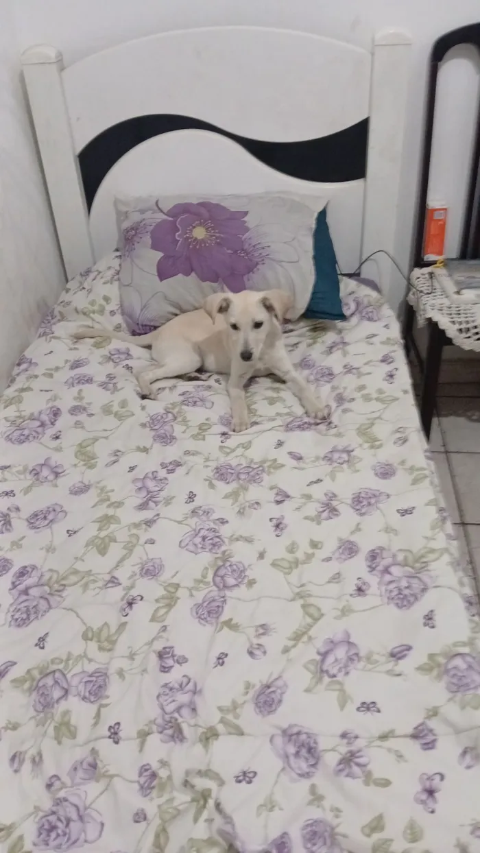 Cachorro raça SRD-ViraLata idade 2 a 6 meses nome Lalá