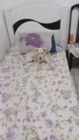 Lalá