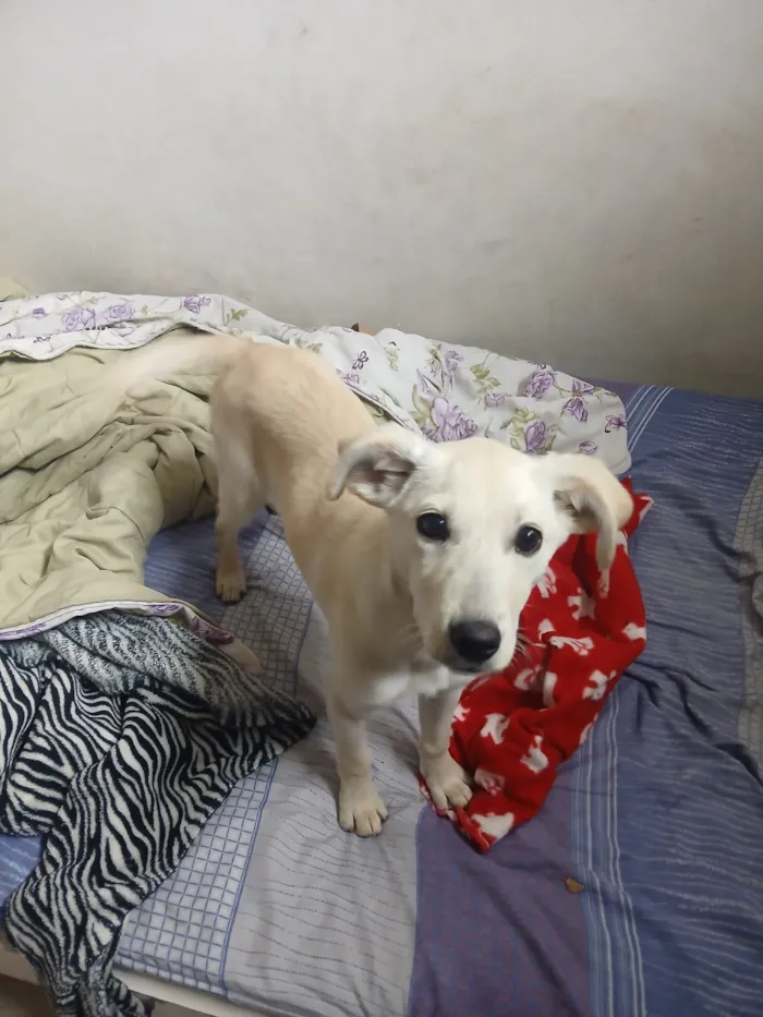 Cachorro raça SRD-ViraLata idade 2 a 6 meses nome Lalá