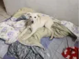 Lalá