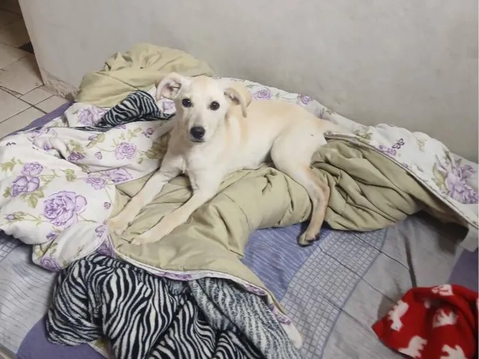 Cachorro raça SRD-ViraLata idade 2 a 6 meses nome Lalá