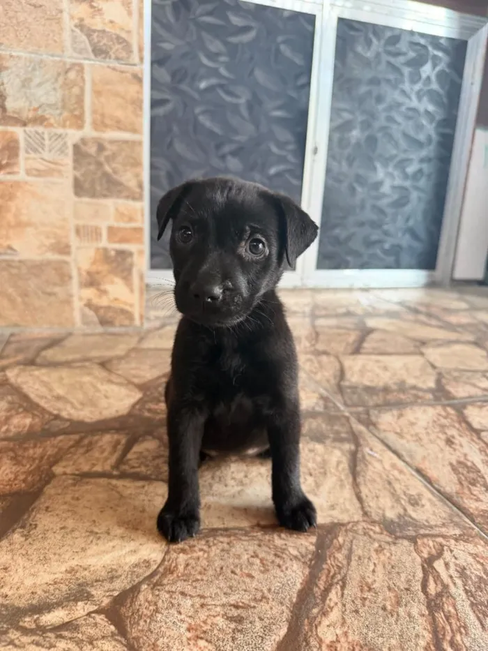 Cachorro raça SRD-ViraLata idade 2 a 6 meses nome nao tem ainda 
