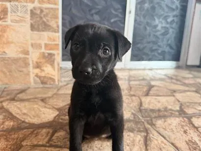 Cachorro raça SRD-ViraLata idade 2 a 6 meses nome nao tem ainda 