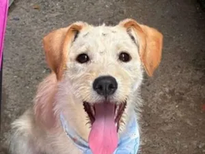 Cachorro raça SRD-ViraLata idade 1 ano nome Pandora
