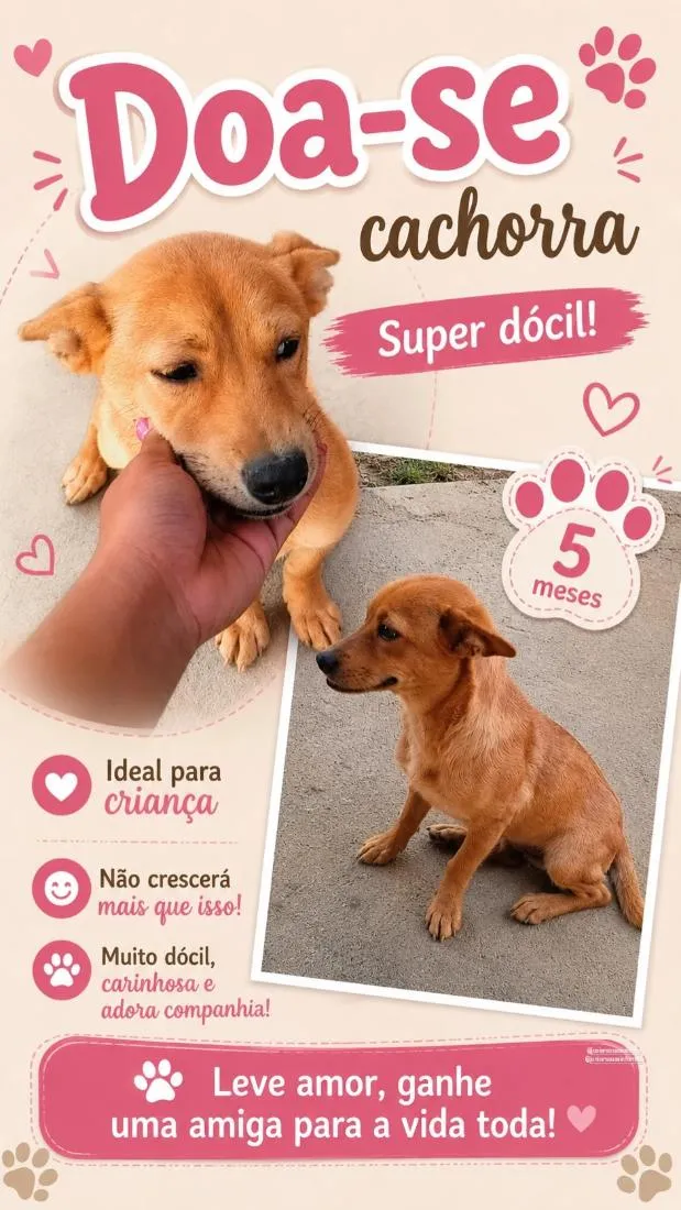 Cachorro raça SRD-ViraLata idade 2 a 6 meses nome Passoca 