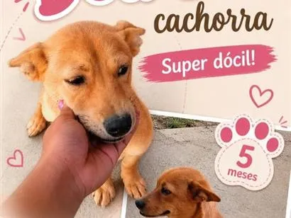 Cachorro raça SRD-ViraLata idade 2 a 6 meses nome Passoca 