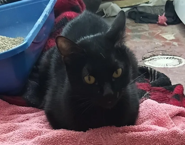 Gato raça SRD-ViraLata idade 1 ano nome Morticia