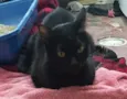 Morticia