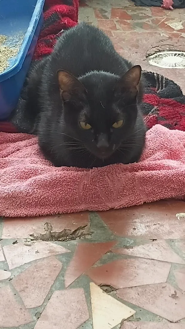 Gato raça SRD-ViraLata idade 1 ano nome Morticia