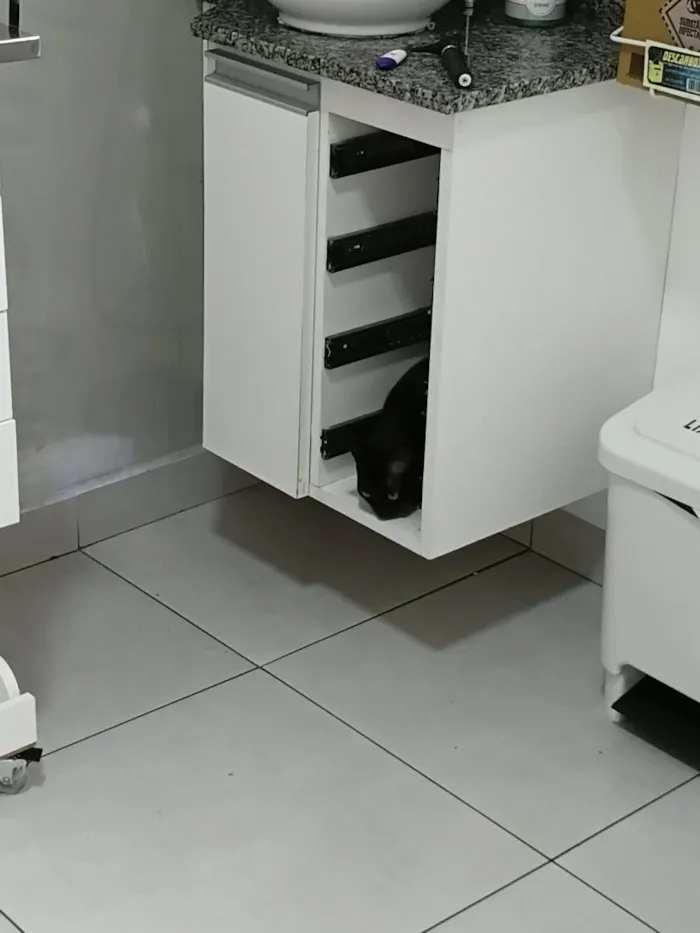 Gato raça SRD-ViraLata idade 1 ano nome Morticia
