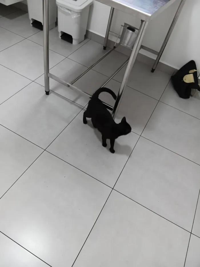 Gato raça SRD-ViraLata idade 1 ano nome Morticia