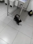 Morticia