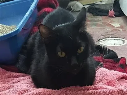 Gato raça SRD-ViraLata idade 1 ano nome Morticia