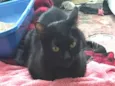 Morticia