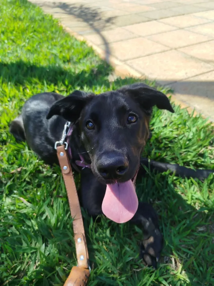Cachorro raça Labrador idade 2 a 6 meses nome Amora