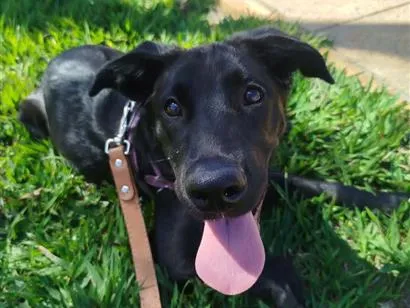 Cachorro raça Labrador idade 2 a 6 meses nome Amora