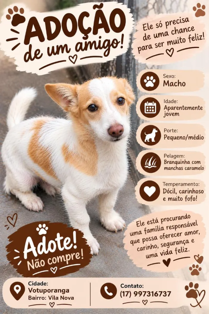 Cachorro raça SRD-ViraLata idade 7 a 11 meses nome thel