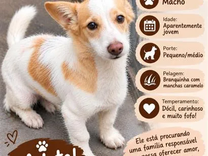 Cachorro raça SRD-ViraLata idade 7 a 11 meses nome thel