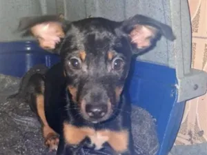 Cachorro raça SRD-ViraLata idade 2 a 6 meses nome kiko