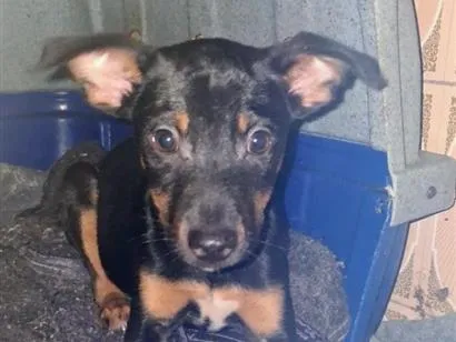 Cachorro raça SRD-ViraLata idade 2 a 6 meses nome kiko