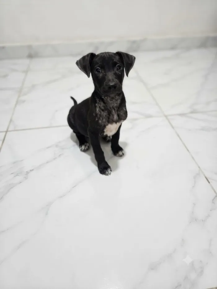 Cachorro raça SRD-ViraLata idade 2 a 6 meses nome Tatu