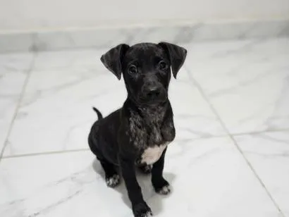 Cachorro raça SRD-ViraLata idade 2 a 6 meses nome Tatu