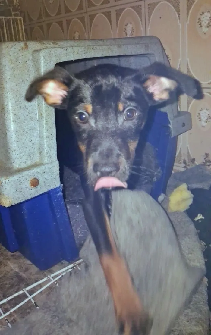Cachorro raça SRD-ViraLata idade 2 a 6 meses nome kiko