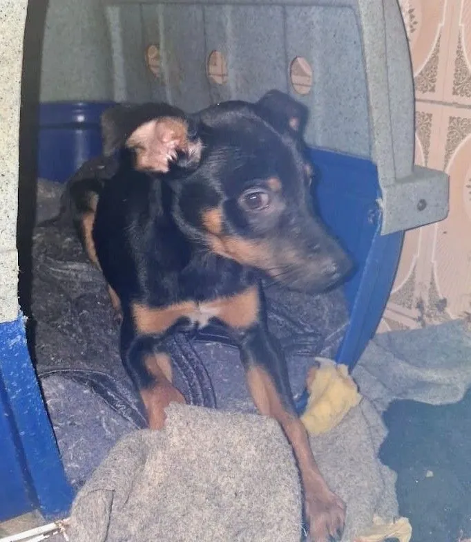 Cachorro raça SRD-ViraLata idade 2 a 6 meses nome kiko