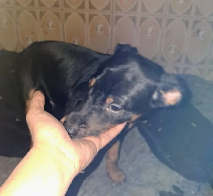 Cachorro raça SRD-ViraLata idade 2 a 6 meses nome kiko