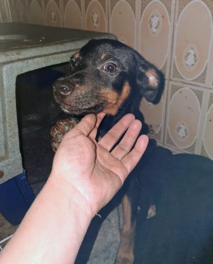 Cachorro raça SRD-ViraLata idade 2 a 6 meses nome kiko