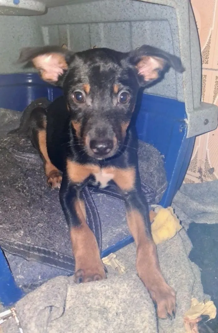 Cachorro raça SRD-ViraLata idade 2 a 6 meses nome kiko