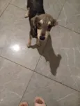 Pituxo 