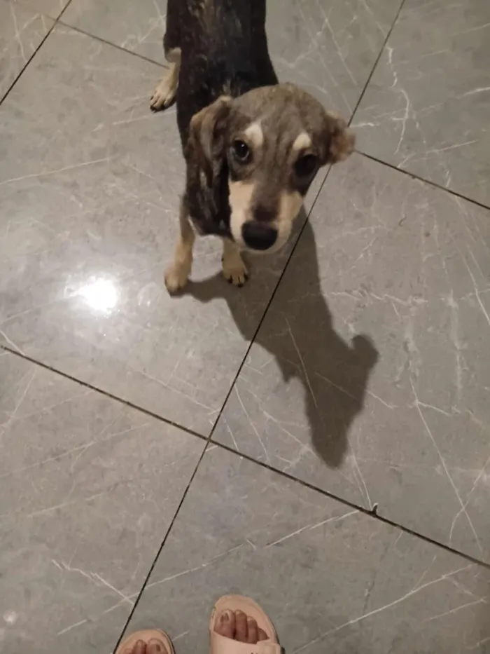 Cachorro raça SRD-ViraLata idade 2 a 6 meses nome Pituxo 