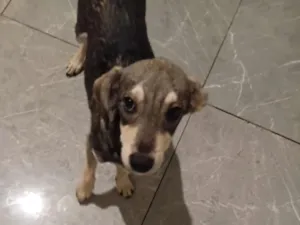 Cachorro raça SRD-ViraLata idade 2 a 6 meses nome Pituxo 