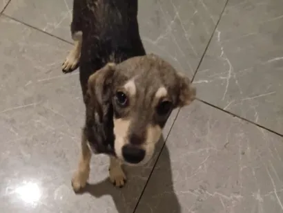 Cachorro raça SRD-ViraLata idade 2 a 6 meses nome Pituxo 