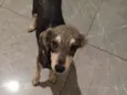 Pituxo