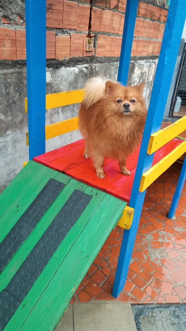 Cachorro raça SRD-ViraLata idade 2 anos nome Sushi 