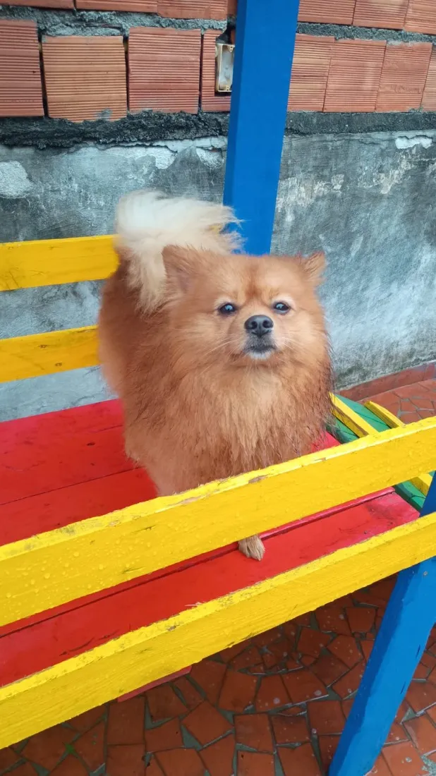 Cachorro raça SRD-ViraLata idade 2 anos nome Sushi 