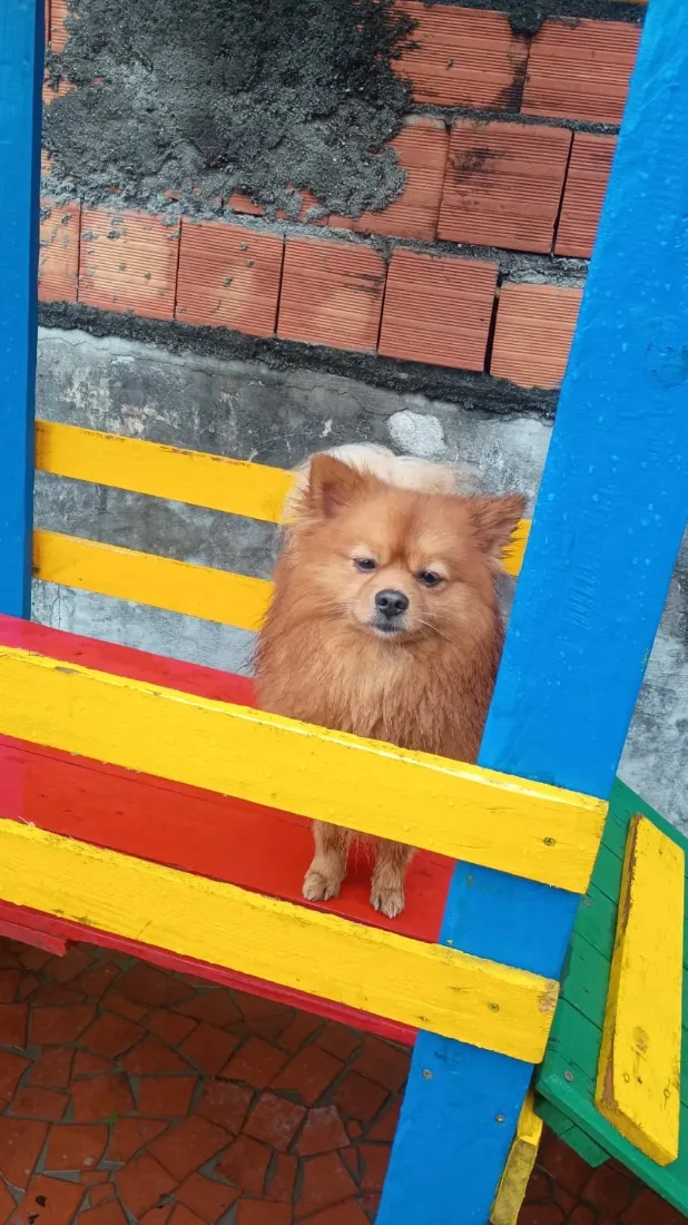 Cachorro raça SRD-ViraLata idade 2 anos nome Sushi 