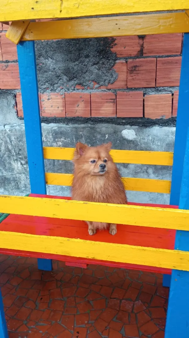 Cachorro raça SRD-ViraLata idade 2 anos nome Sushi 