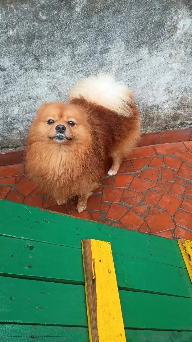 Cachorro raça SRD-ViraLata idade 2 anos nome Sushi 