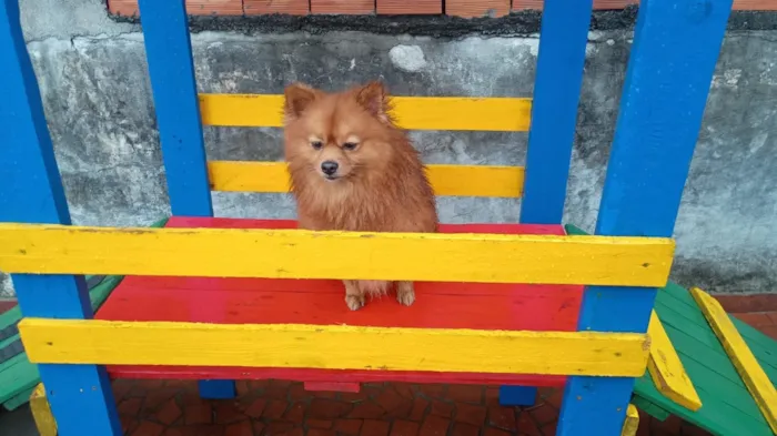 Cachorro raça SRD-ViraLata idade 2 anos nome Sushi 