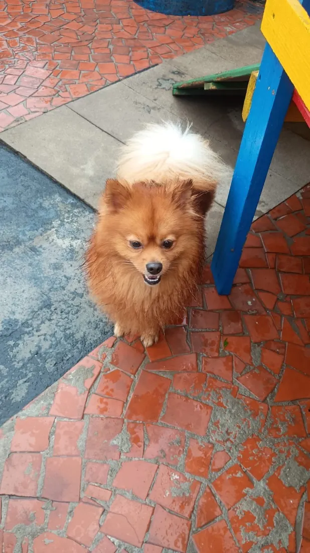 Cachorro raça SRD-ViraLata idade 2 anos nome Sushi 