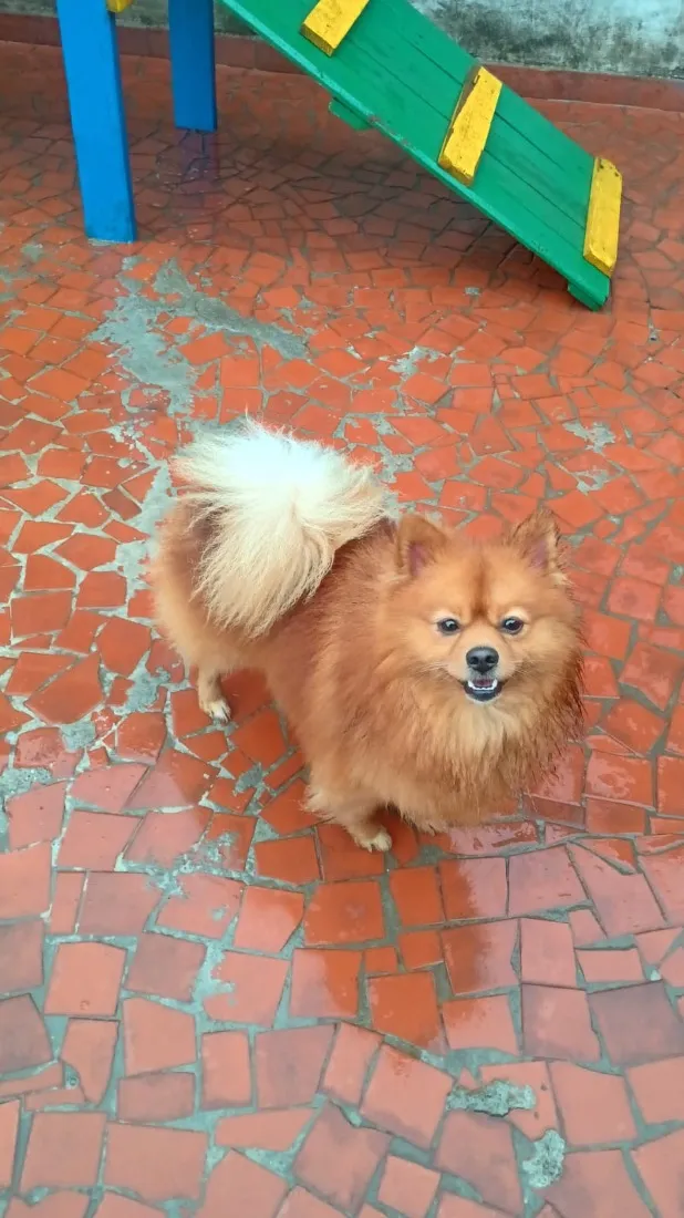 Cachorro raça SRD-ViraLata idade 2 anos nome Sushi 