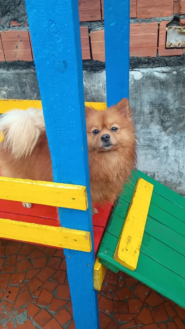 Cachorro raça SRD-ViraLata idade 2 anos nome Sushi 