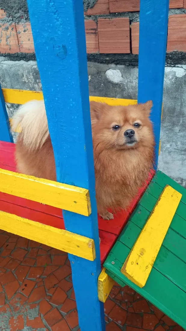 Cachorro raça SRD-ViraLata idade 2 anos nome Sushi 