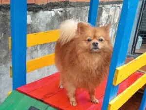 Cachorro raça SRD-ViraLata idade 2 anos nome Sushi 