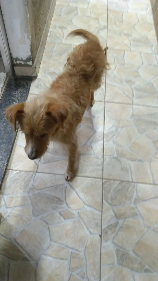Cachorro raça SRD-ViraLata idade 3 anos nome Julie 